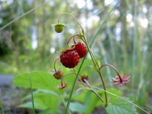 bosaardbei 2