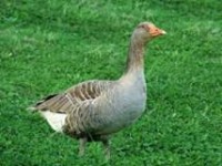 wilde gans