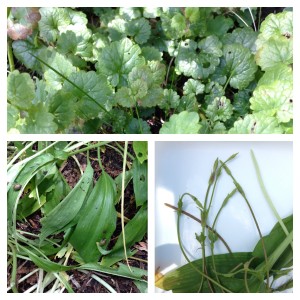 hondsdraf, daslook,  hopscheuten