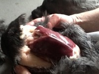 Meerkoet het vlees bloot gelegd