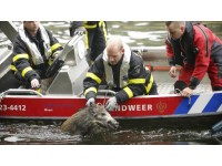wild_zwijn_gered