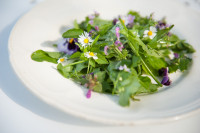 Onkruidsalade