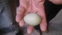 meerkoetei