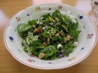 wilde salade Eigen Krachtvoer