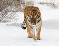 Siberische-Tijger